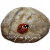 30. Coccinelle