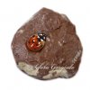 35. Coccinelle