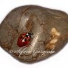 45. Coccinelle