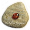 46. Coccinelle