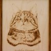 Chat
