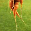 Une carotte qui s\'enfuit pour ne pas être mangée par une méchante légumivore