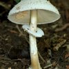 Champignon