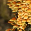 Champignons