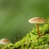 Champignon