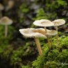 Champignons