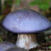 Champignon