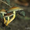 Champignons