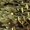 Champignons