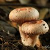 Champignons laineux