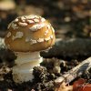 Champignon