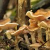 Champignons