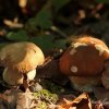 Champignons
