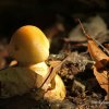 L\'arbre qui cache la forêt ?