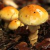 Champignon dégoulinant