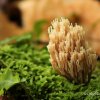Champignon de mousse