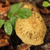 Champignon
