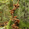 A la conquête d\'un arbre 