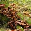 Champignons