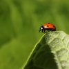 Coccinelle