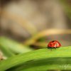 Coccinelle