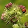 Rnecontre sur fleur de bardane