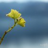 Feuilles de vigne