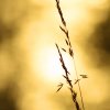 Contrastes