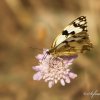 Papillon