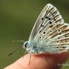 Fragile azuré sur un doigt perché