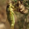 Cigale à peine sortie de sa chrysalide