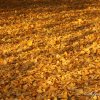 Tapis de feuilles de gingko biloba