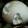 Champignon