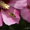 Abeille