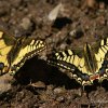 Machaons