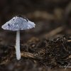 Champignon