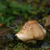 Champignon