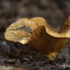 Champignon