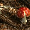Champignon