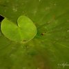 Feuilles de nénuphar