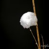 Boule de neige