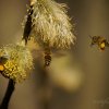 Abeilles (montage de trois images)