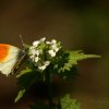 Papillon