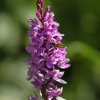 Orchis fréquenté