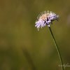 Dans une prairie