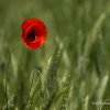 Coquelicot