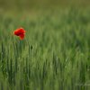 Coquelicot