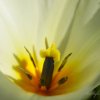 Tulipe