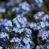 Prairie de myosotis