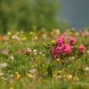 Rhododendrons